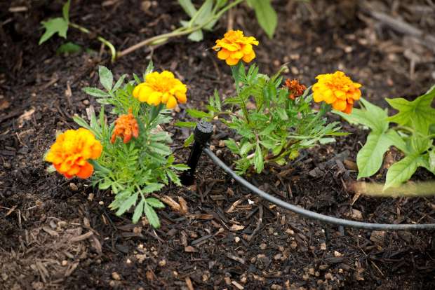 An April 20 workshop, put on by Daily Acts and Santa Rosa Water, will offer attendees hands-on help and teach them the basic steps to programming an irrigation controller. (Florence Low/California Department of Water Resources via AP)