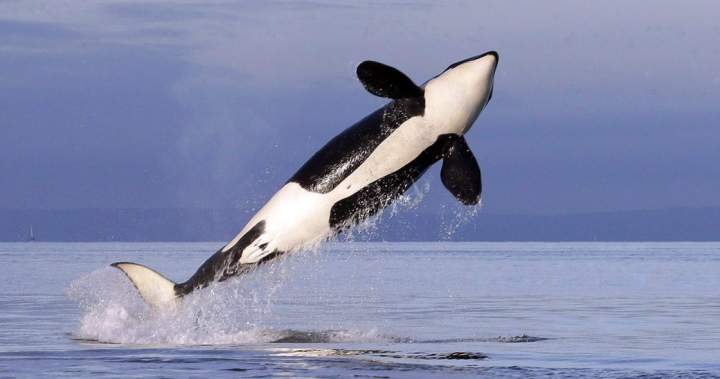 Orcas filmed making sunfish ‘explode’ by ramming into it head first – National Orcas filmed making sunfish ‘explode’ by ramming into it head first - National