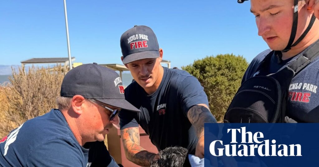 Small dog missing for weeks rescued while swimming in San Francisco Bay Small dog missing for weeks rescued while swimming in San Francisco Bay
