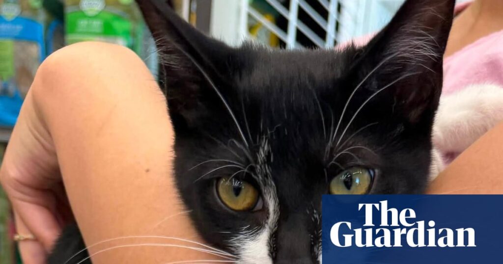 Maryland police arrest alleged bank robber wielding stolen cat: ‘Tried to use her as an accessory’ Maryland police arrest alleged bank robber wielding stolen cat: ‘Tried to use her as an accessory’