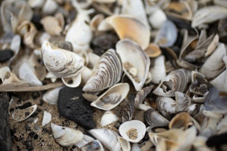 shells