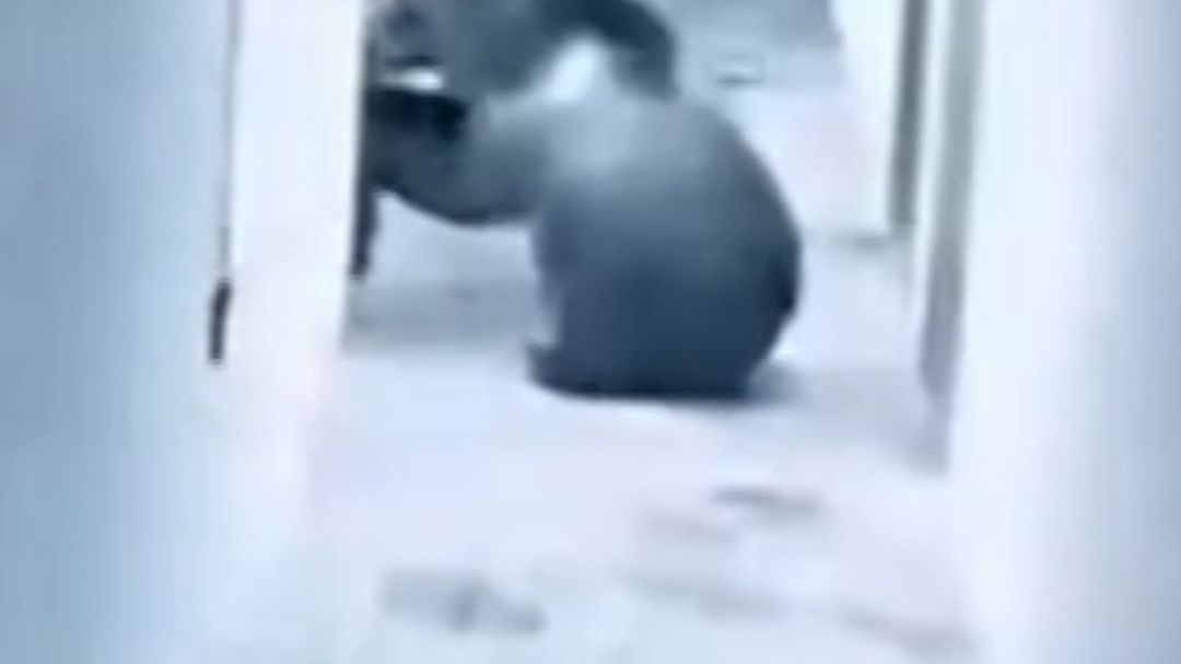 22780201 - Bear breaks door DG.00_00_00_00.Still001.jpg