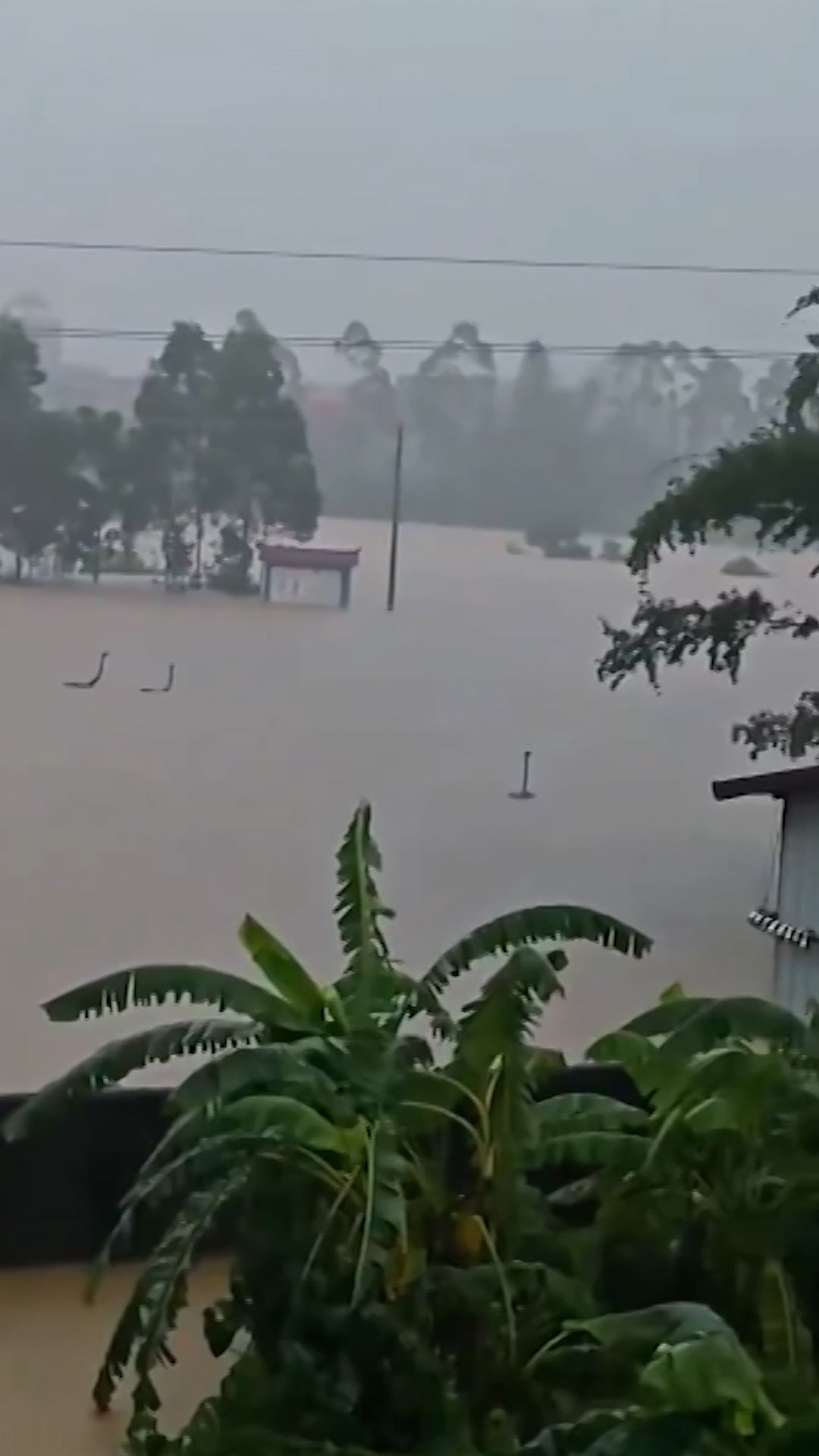 22785670 - China Flood Snakes CLN thumb.jpg