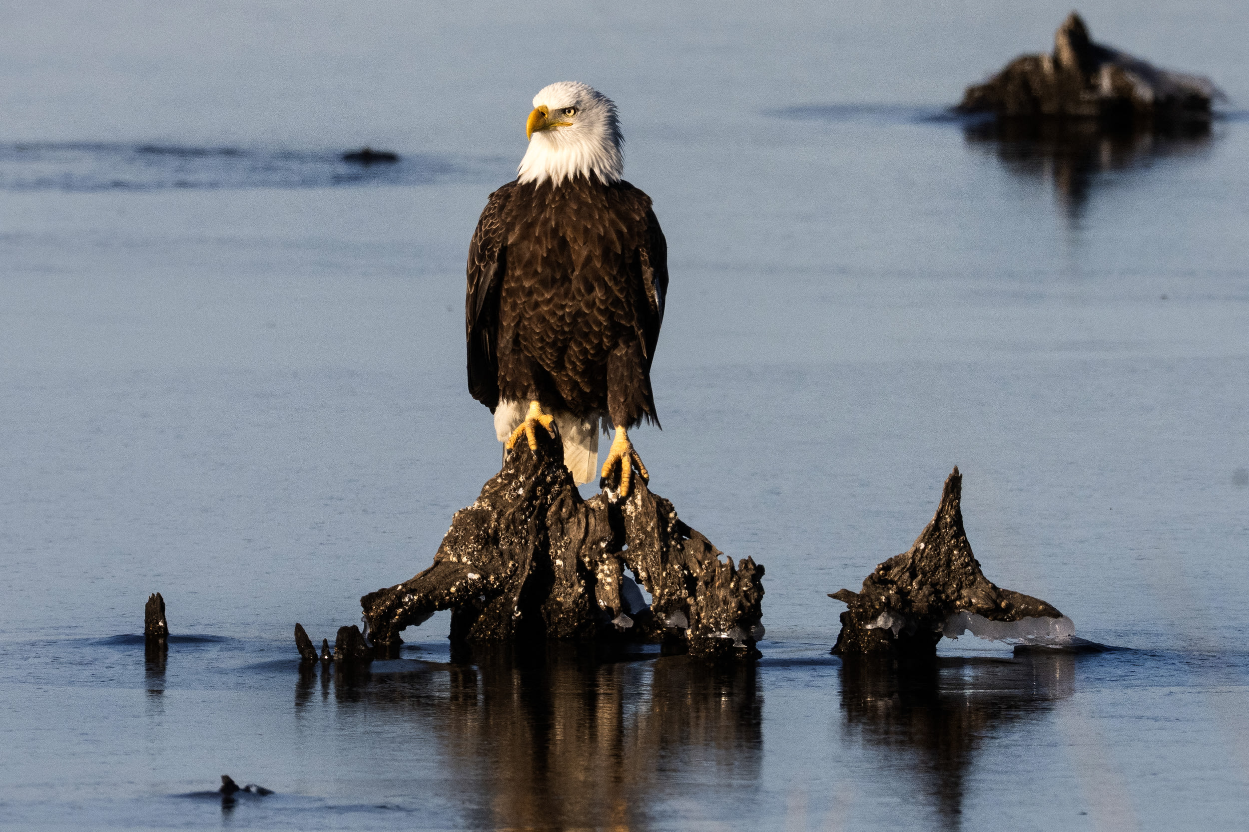 A bald eagle