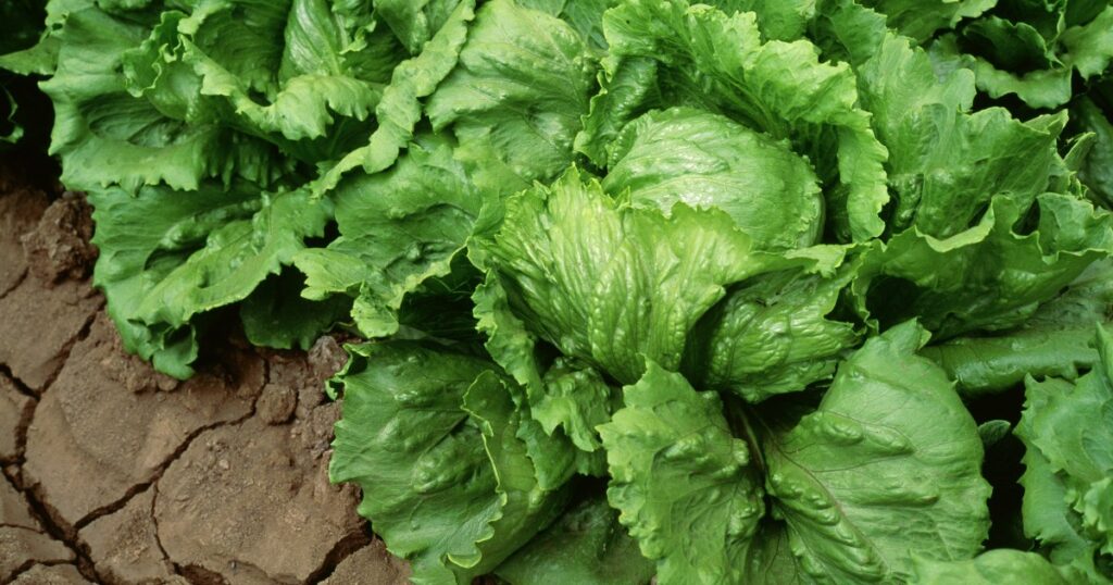 Taylor Farms recalls iceberg lettuce amid cyclosporiasis outbreak Taylor Farms recalls iceberg lettuce amid cyclosporiasis outbreak