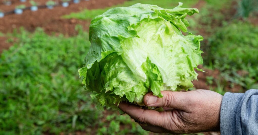 Cyclospora outbreak may have peaked in Michigan after lettuce recall