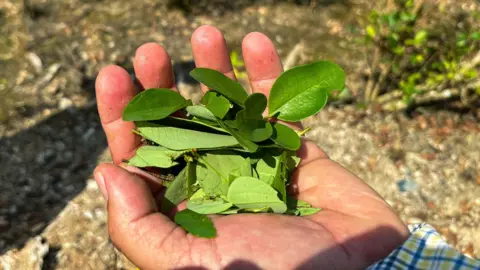 A close-up of a man's hand as he holds a pile of coca leaves.