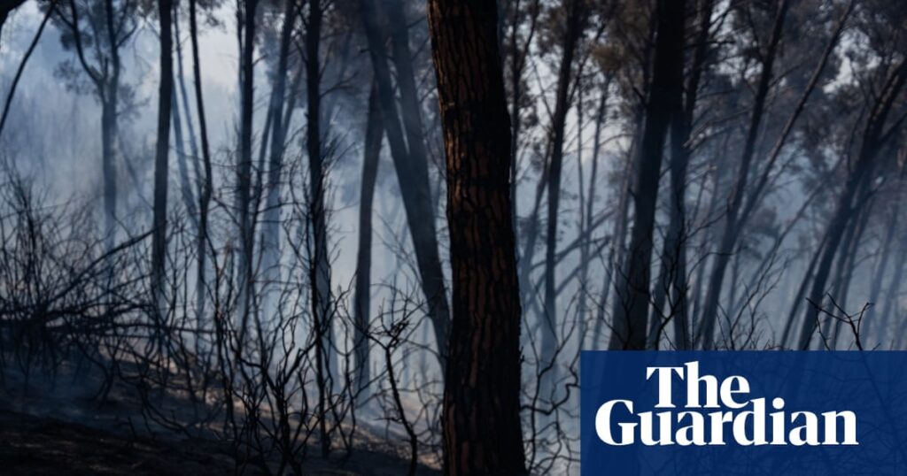 Wildfires in southern Spain kill 12 amid soaring temperatures Wildfires in southern Spain kill 12 amid soaring temperatures