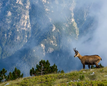 A wild goat is seen on Mount Olympus