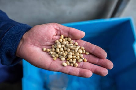 A worker holds a sample of soya beans.