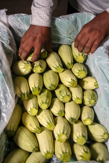 Hands in a box of light yellow-green squash.