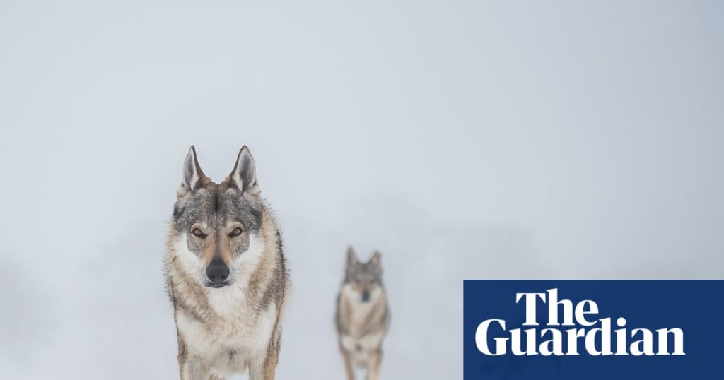 Stand still, make eye contact: Denmark tells tourists how to behave in a wolf encounter Stand still, make eye contact: Denmark tells tourists how to behave in a wolf encounter