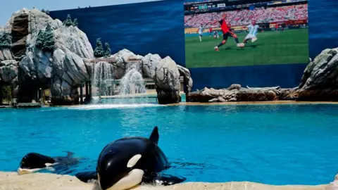 Reuters the game is projected on a wall behind a pool where an Orca whale is swimming