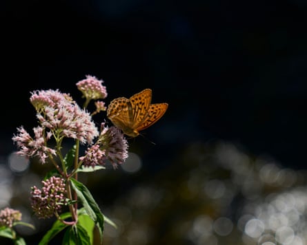 A butterfly perches on a wildflower on Mount Olympus
