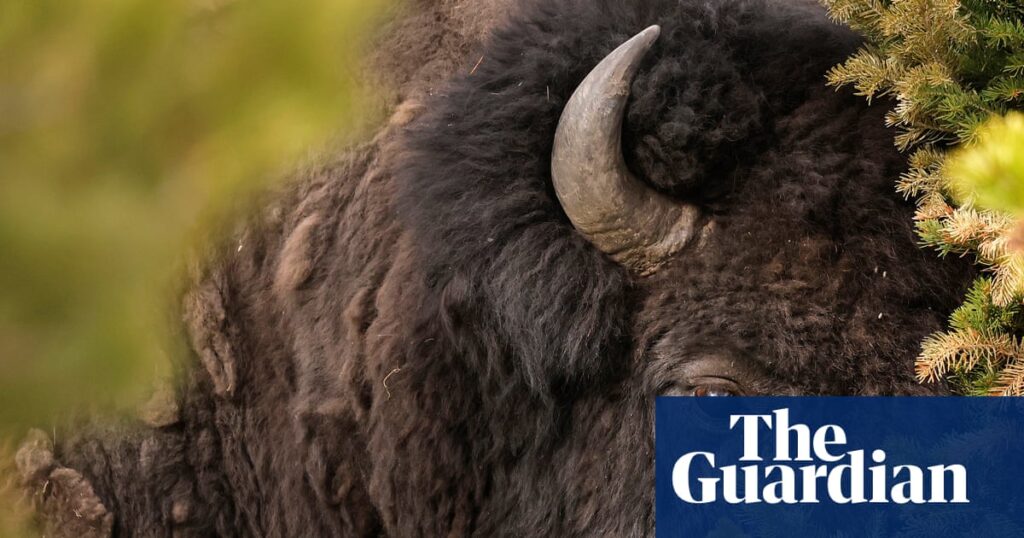 Bull bison tosses Yellowstone tourist 8ft in air, with run