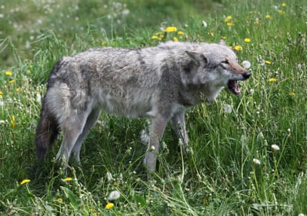 A wolf in Denmark.