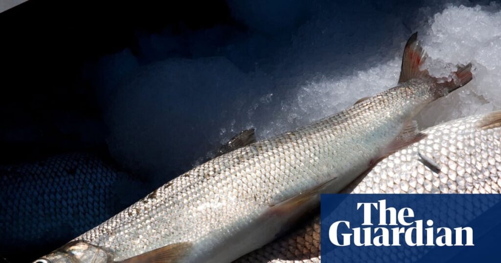 The Great Lakes’ most emblematic fish could be consigned to history books The Great Lakes’ most emblematic fish could be consigned to history books