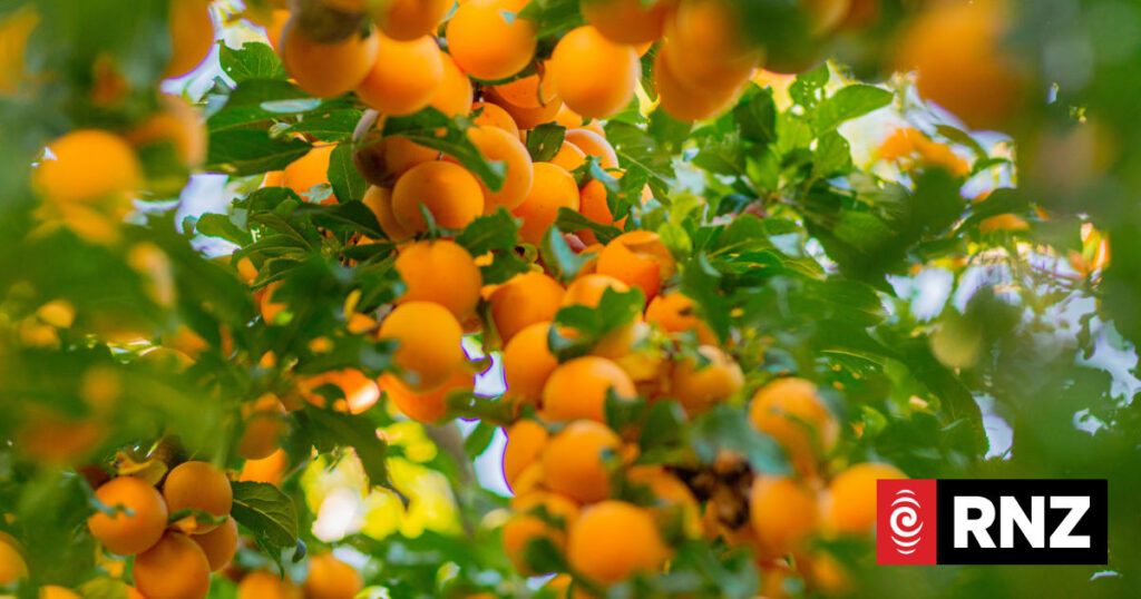 Why this is the ideal time to plant deciduous fruit trees Why this is the ideal time to plant deciduous fruit trees