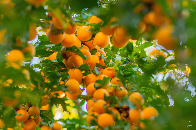 Planted in the right place, a fruit tree pretty much looks after itself and will keep yielding good harvests, Jo McCarroll says.