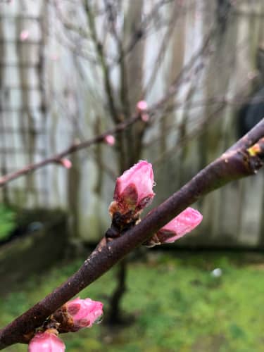 Peach tree coming on to bud.