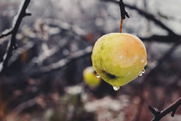 Deciduous fruit tress can be planted or moved at this time of year when they are dormant.