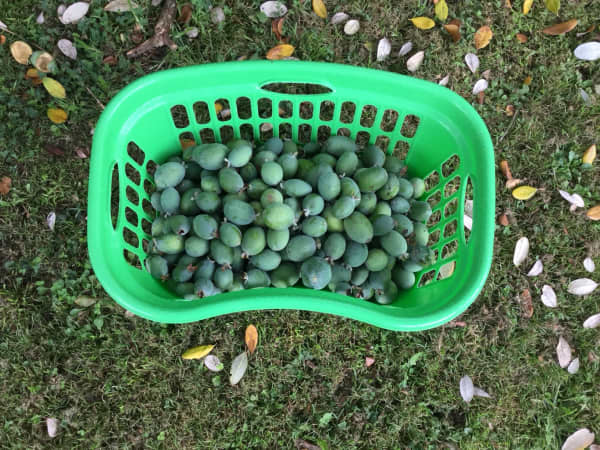 Jo McCaroll's feijoa haul from the tree in her backyard.