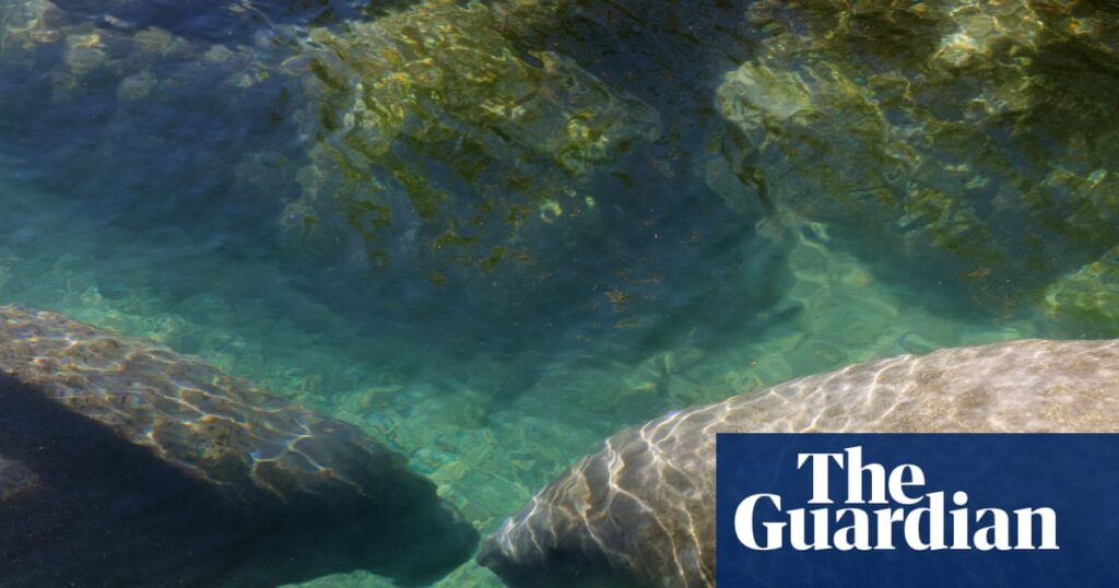 ‘Death sentence’: Trump’s EPA to open habitats of endangered species to logging and mining