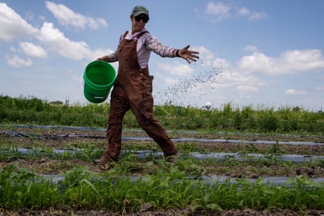 A woman in brown overalls throws seeds (or something) out of a green five-gallon bucket onto rows of low green plants.