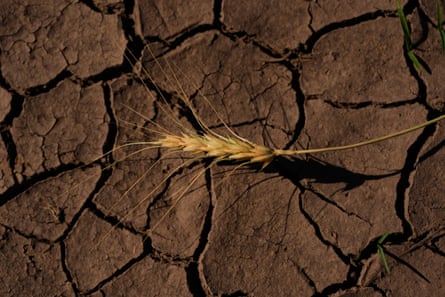 A drought-stressed stalk of wheat lies on a parched field