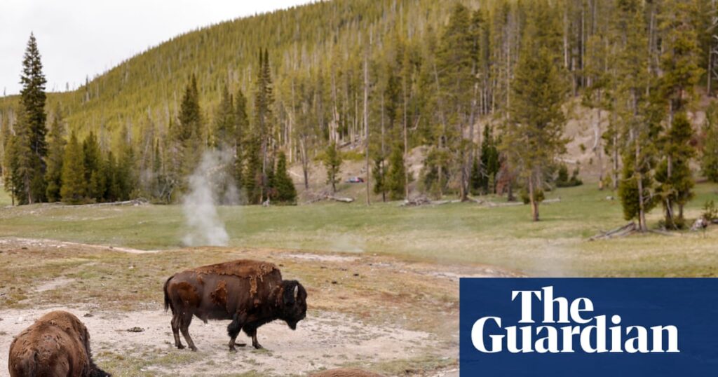 Man tossed into the air by ‘agitated’ bull bison was grandfather visiting Yellowstone with grandson Man tossed into the air by ‘agitated’ bull bison was grandfather visiting Yellowstone with grandson