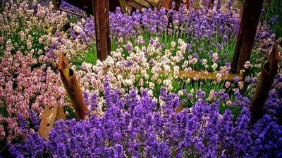 ? Lavender Festival in July | Olympic Peninsula, Sequim, WA