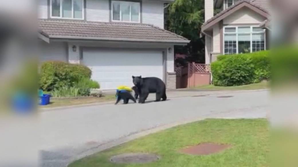 Click to play video: 'RCMP fatally shoot Coquitlam bear'