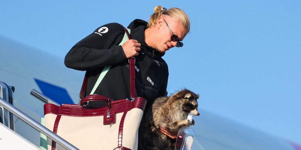 Norway’s Erling Haaland brought a $750 taxidermy raccoon home from the World Cup Norway's Erling Haaland brought a $750 taxidermy raccoon home from the World Cup