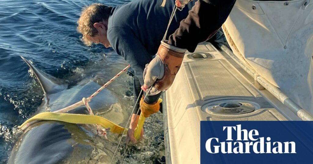 Huge great white spotted traveling up US and Canada as shark sightings surge Huge great white spotted traveling up US and Canada as shark sightings surge