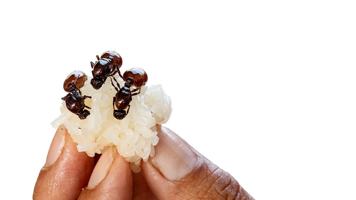 A person holds a piece of food with ants on it.