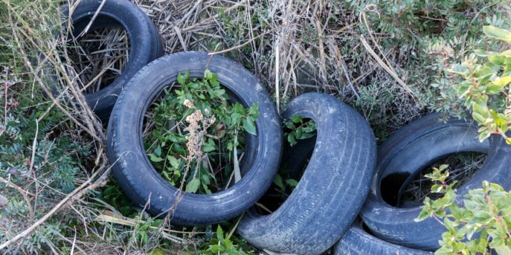How can I prevent mosquitoes in my garden and home? How can I prevent mosquitoes in my garden and home?