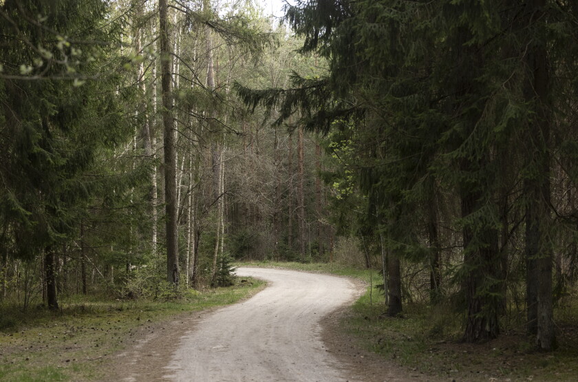 A forested area near Kazlų Rūda, Lithuania.