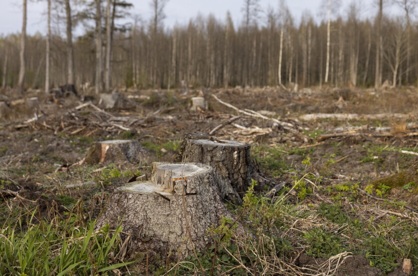 Chopped down trees can be seen in a forested area near Kazlų Rūda, Lithuania, on April 22.
