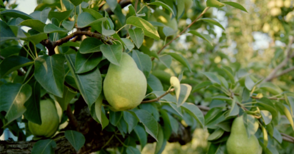 Economy, fruit prices and pest outbreak devastate Northwest pear industry Economy, fruit prices and pest outbreak devastate Northwest pear industry