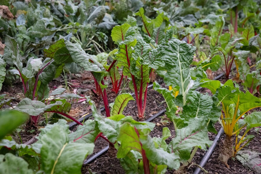 Cyclospora sometimes hangs out on leafy greens. When people ingest it, they can get really sick.