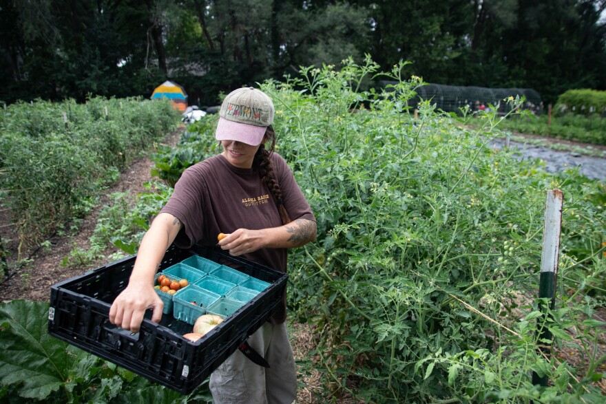 Sydney Knight picks tomatoes at the KC Farm School on Gibbs Road.