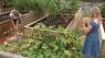 Strips Chicken Lenexa uses backyard garden to connect kids with food