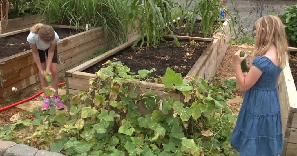 ‘For people to see where the food actually comes from,’ Strips Chicken uses garden to connect kids with food