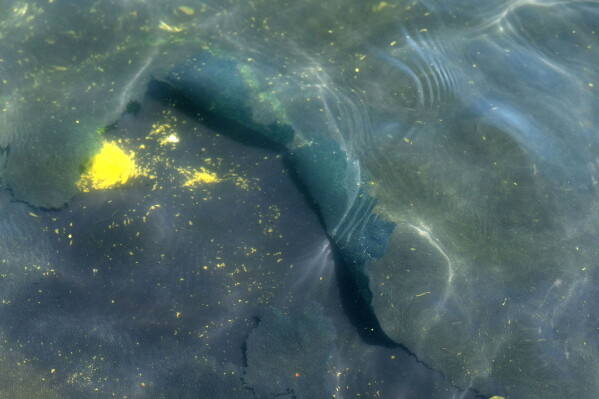 FILE - A peeling section of blue coating is seen in the Lincoln Memorial Reflecting Pool, Saturday, June 20, 2026, in Washington. (AP Photo/Mark Schiefelbein)