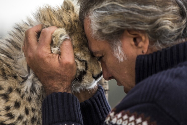 FILE - In this photo provided by Iranian Students' News Agency, ISNA, Iran's only Asiatic cheetah cub in captivity, Pirouz, is held by his caretaker Alireza Shahrdari at the Pardisan Park in Tehran, Iran, on Dec. 21, 2022. Pirouz, 10 months old, which had been the only survivor of his litter of three died Tuesday, Feb. 28, 2023. (Iranian Students' News Agency, ISNA via AP)