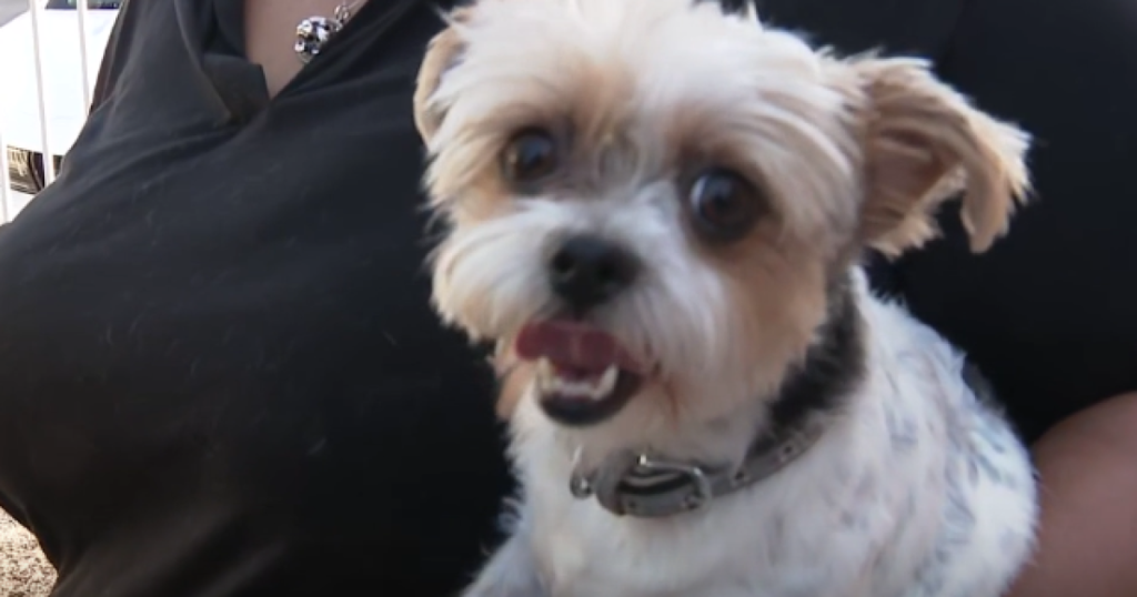 United Food Bank, PetSmart team up to offer pet food for those in need United Food Bank, PetSmart team up to offer pet food for those in need