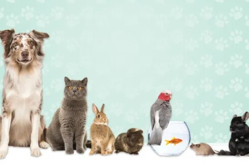 Animal Control Ordinance .jpg