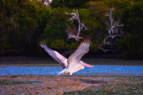 This photo provided by Farnoush Farhadi shows a Dalmatian pelican taking flight above the mangrove forests on Qeshm Island, Iran, in January 2025. (Farnoush Farhadi via AP)