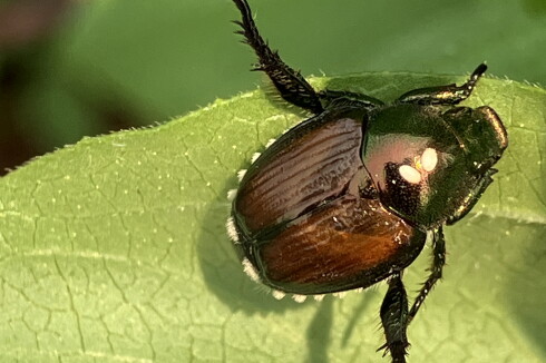 A Japanese beetle.