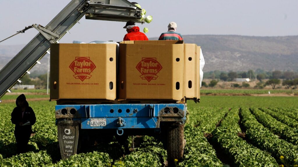 Taylor Farms recalls lettuce shipped to Georgia, other states over cyclospora risk Taylor Farms recalls lettuce shipped to Georgia, other states over cyclospora risk